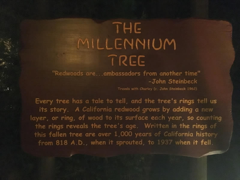 The Millennium Tree